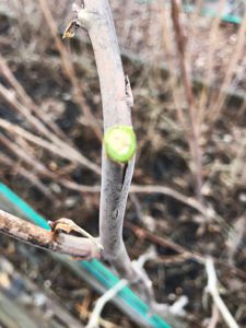 prune raspberry canes