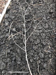 prune raspberry canes