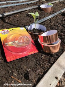 cabbage family, broccoli, slug, copper tape