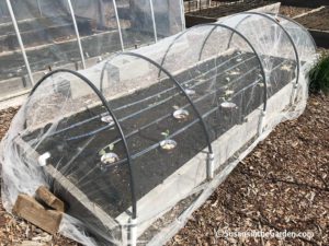 cabbage family, broccoli, tulle netting