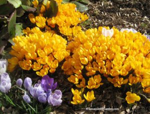 spring bulbs, crocuses