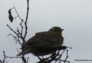 meadowlark, western