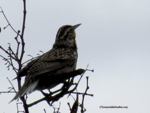 meadowlark, western