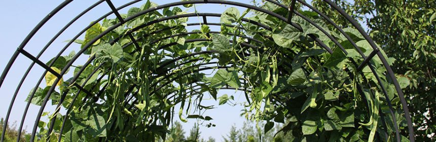 vertical gardening, pole beans