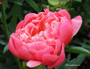 Friends of Manito spring plant sale