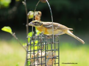 female black-headed grosbeak