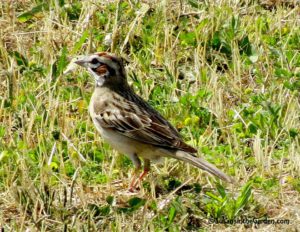 sparrow, lark sparrow