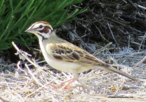 sparrow, lark