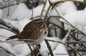 song sparrow