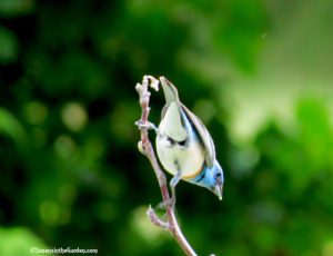 birds, Lazuli bunting