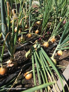 harvesting onions