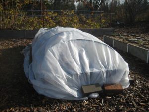 winter garden, floating row cover