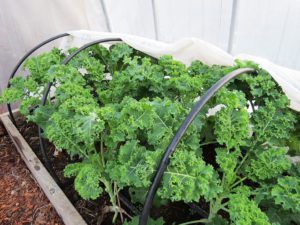 winter garden, kale