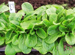 winter garden, corn salad