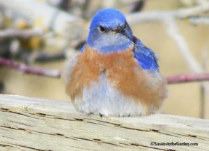 attracting birds, birdbaths, bluebird