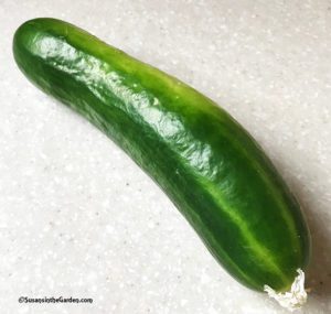 Burpee seeds, Cucumber Lunchbox