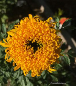 Burpee seeds, Marigold Mission Giant Yellow