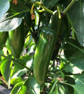 Burpee seeds, pepper Ringleader Jalapeno