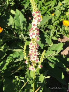 Burpee seeds, Verbascum Snowy Spires