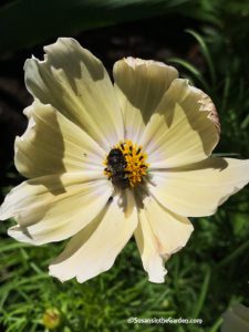 Burpee Seeds, Cosmos Lemonade