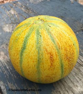 honeydew melon, Ha Ogen