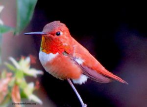 Friends of Manito, rufous hummingbird