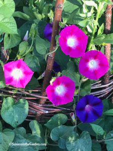 Burpee Seeds, Morning Glory Party Dress