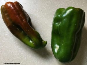 Burpee seeds, Pepper Stuff Enuff