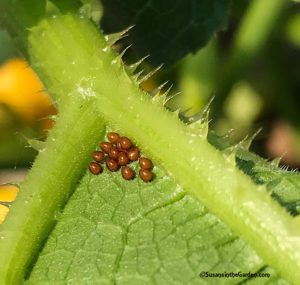squash bugs eggs