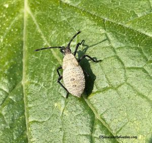 squash bug nymph