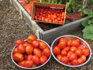 Tomato Harvests