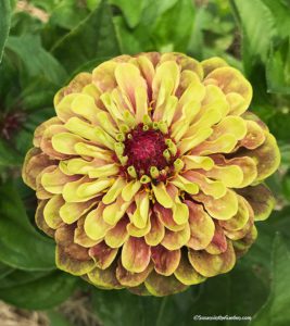 Burpee seeds, Zinnia Queen Red Lime