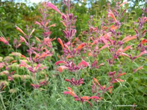 Friends of Manito fall plant sale, Agastache