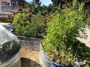 Anne Moore Knapp, water trough garden