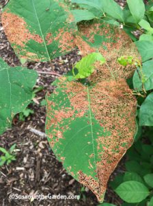 Japanese beetles damage