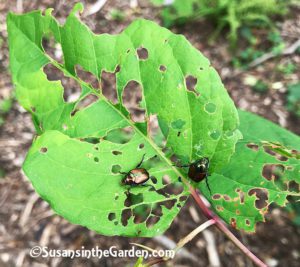 Japanese beetles damage