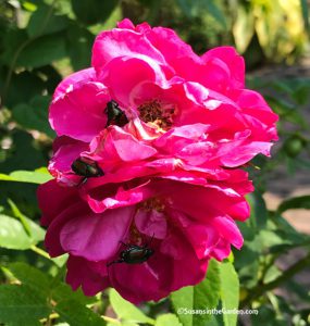 Japanese beetles