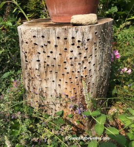 gardener profile, Felicia Heinz