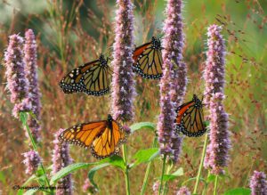 Lurie Garden, Chicago