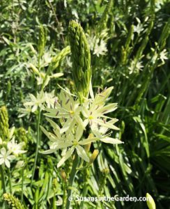 Camas lily, Camassia leichtlinii Alba, plant bulbs