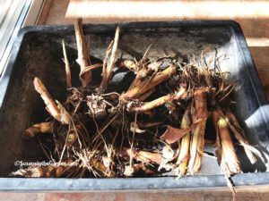 Overwinter Canna Lilies