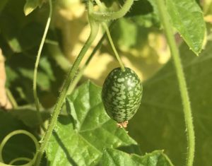 growing cucamelons
