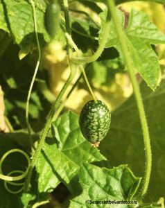 cucamelons