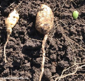 cucamelons