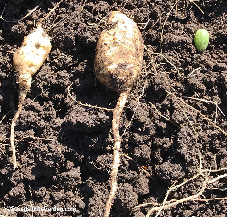 Cucamelons Form Tubers! - Susan's in the Garden