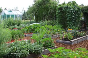 Season Wrap-up, garden view