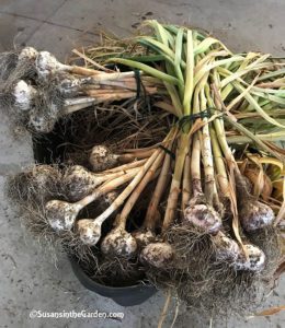 how to grow garlic
