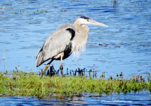 heron, great blue
