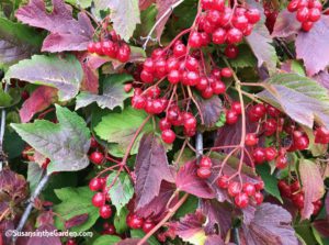 Garden for Wildlife, cranberry viburnum