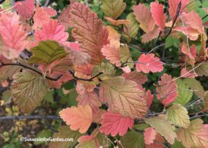 Garden for Wildlife, oceanspray